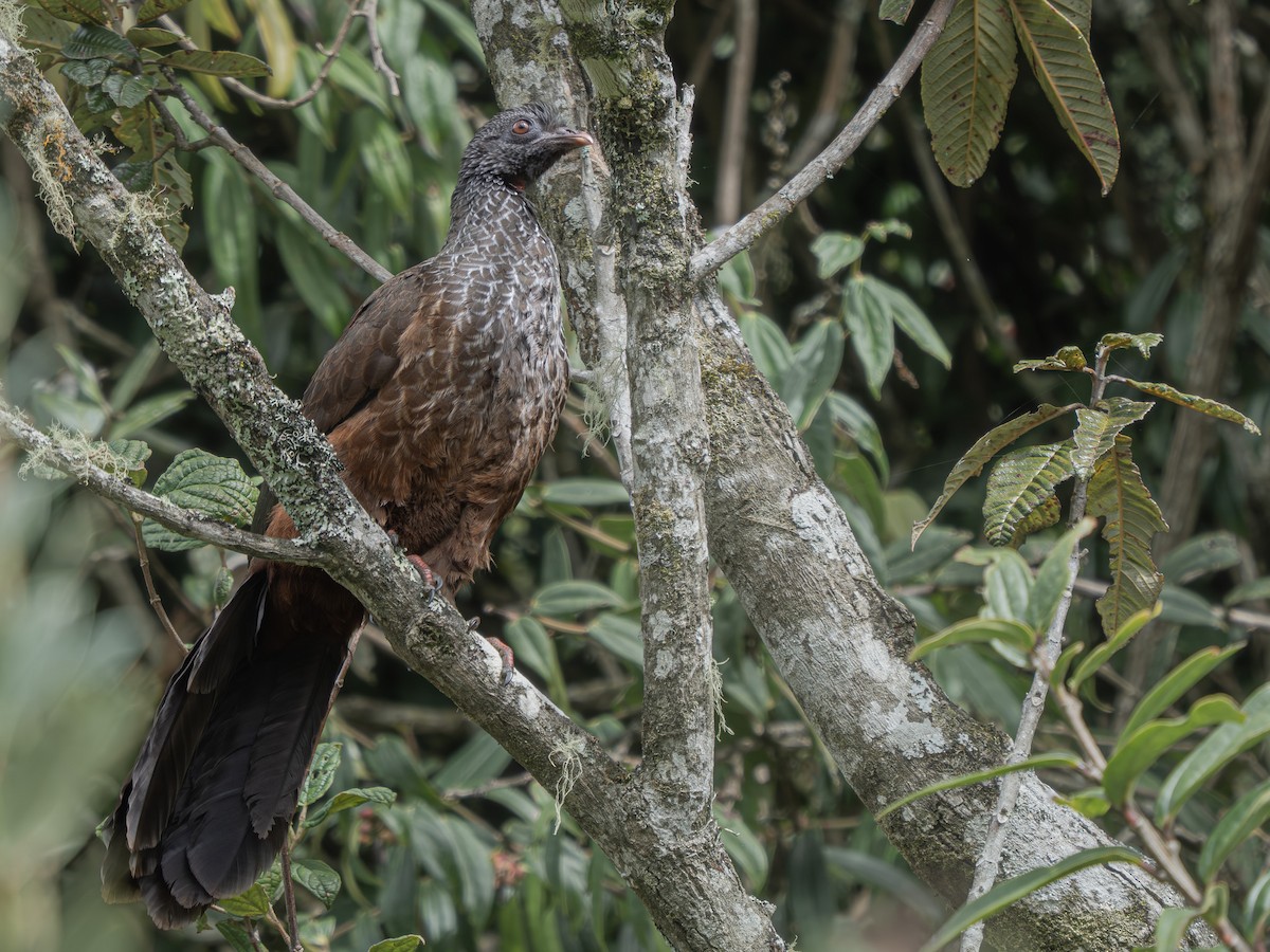 Andenguan - ML646071942