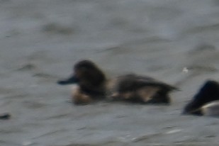 polák americký - ML646071947