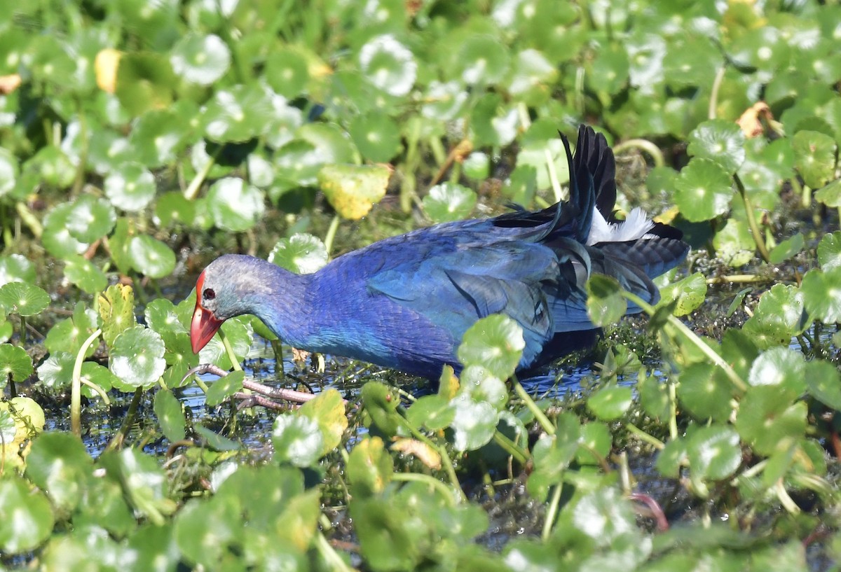 Gray-headed Swamphen - ML646071955