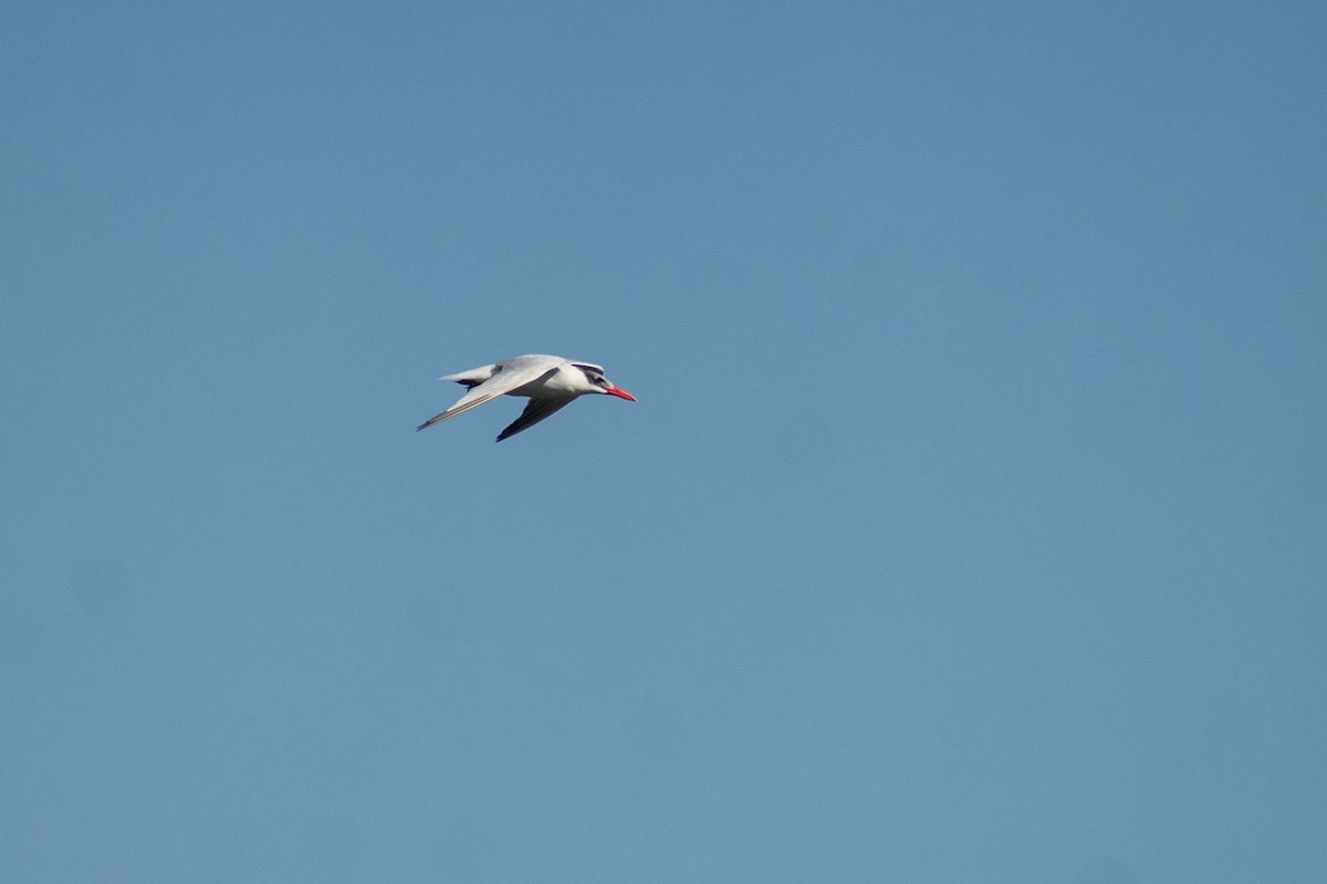 Hazar Sumrusu - ML646071960