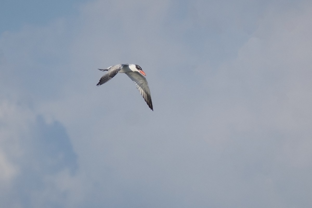 Hazar Sumrusu - ML646071961