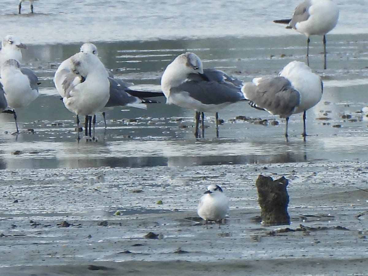 Common Tern - ML646071962