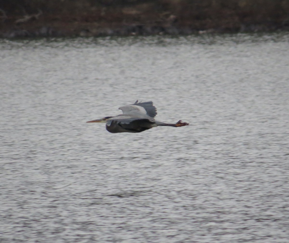 オオアオサギ - ML646071967