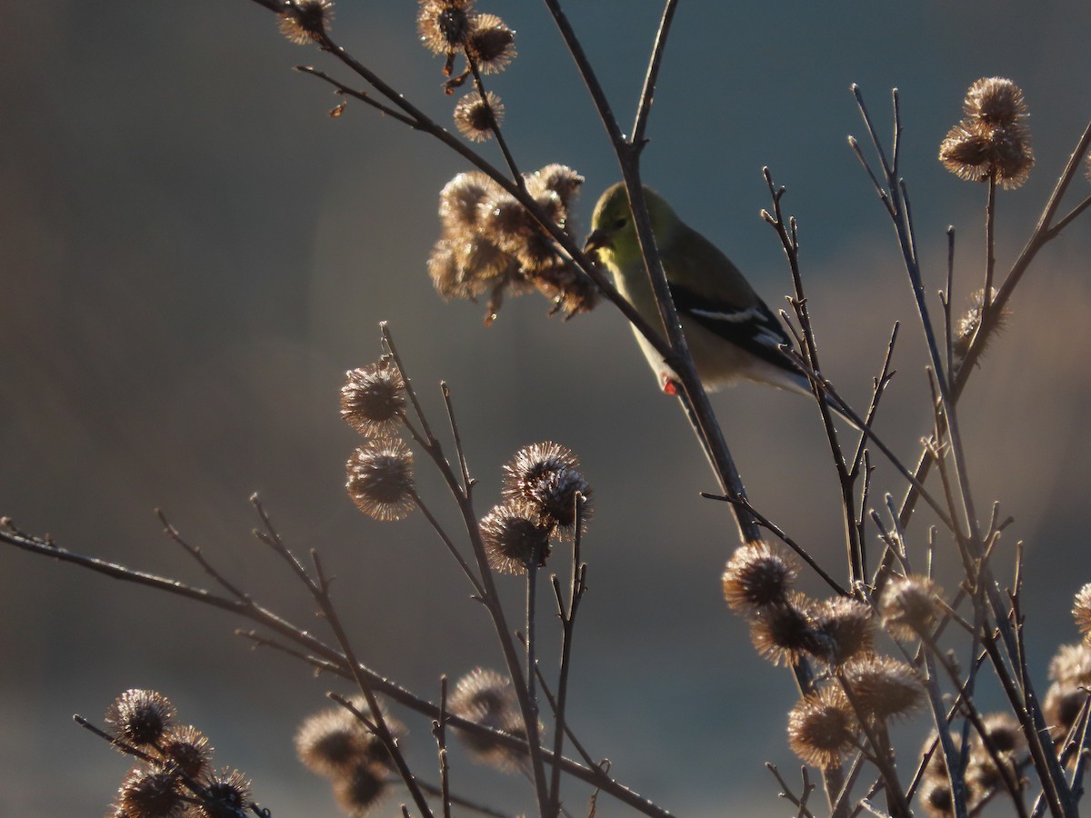 American Goldfinch - ML646071977