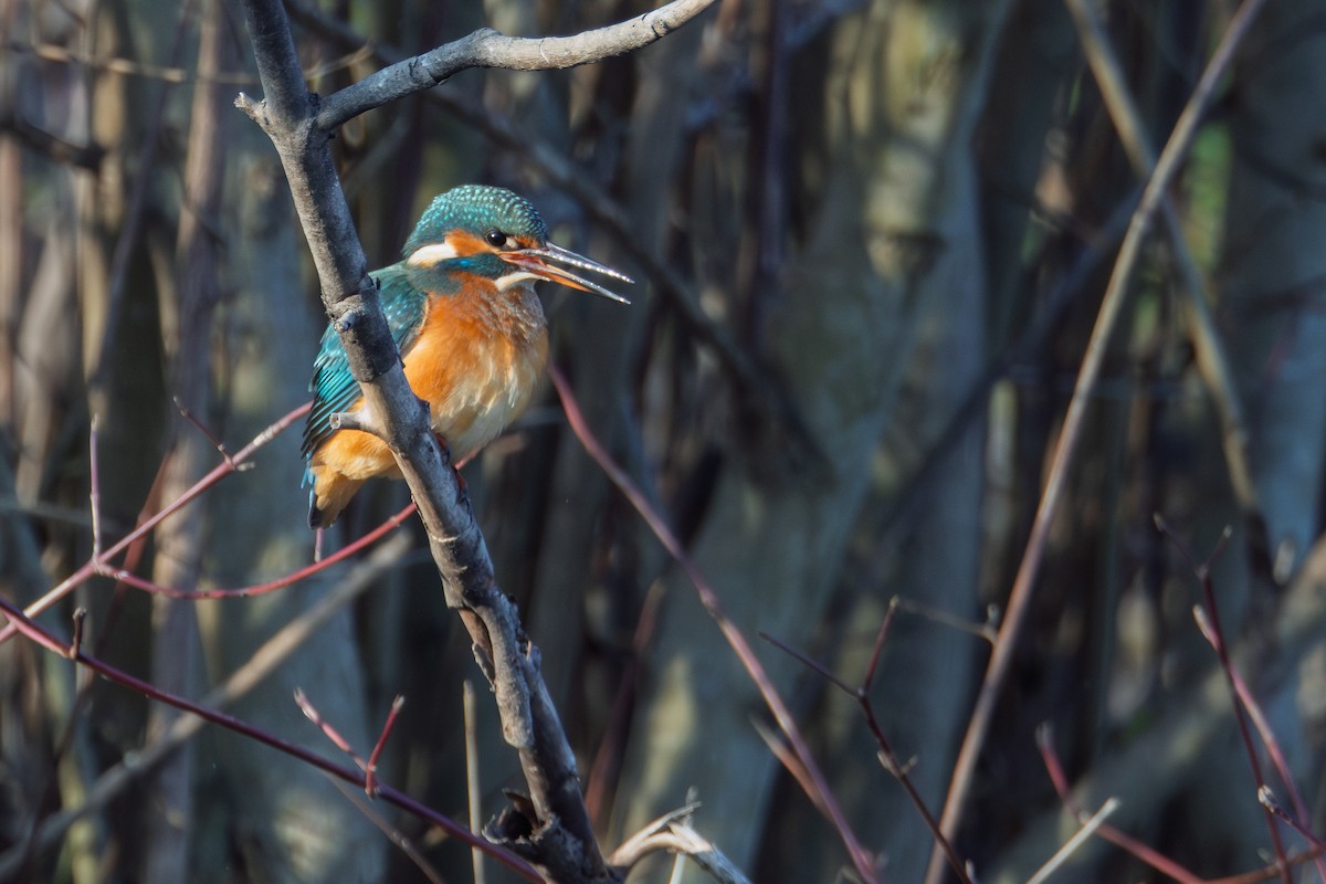 Common Kingfisher - ML646071982