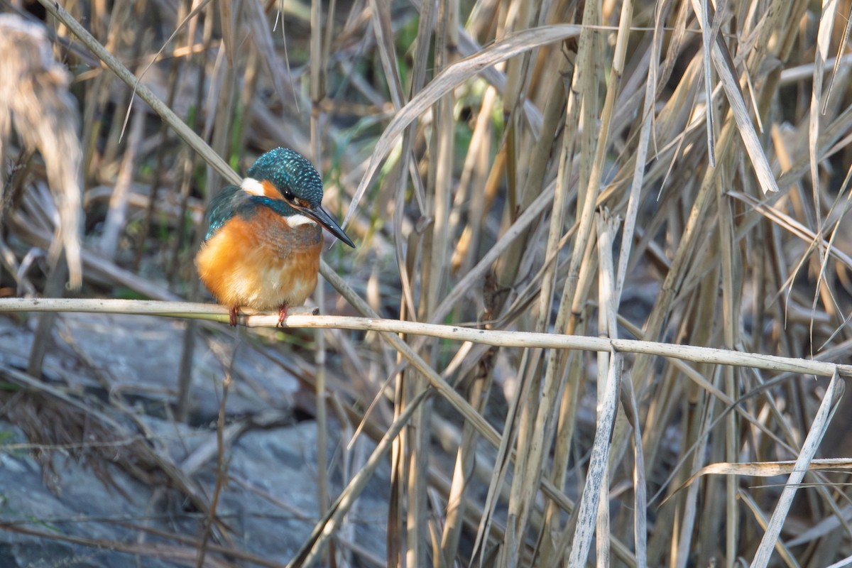 Common Kingfisher - ML646071983