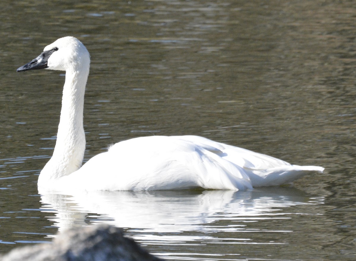 Trumpeter Swan - ML646071987