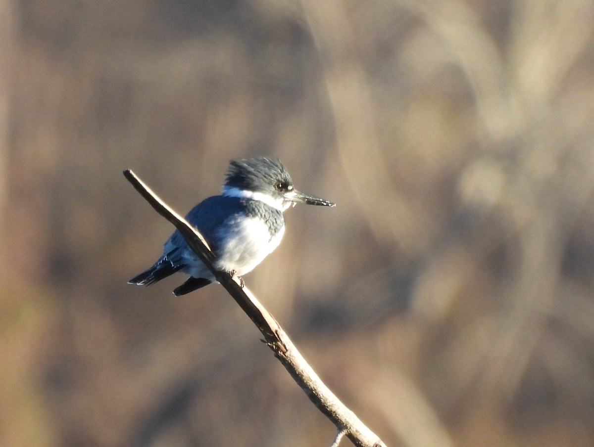 Gürtelfischer - ML646071989