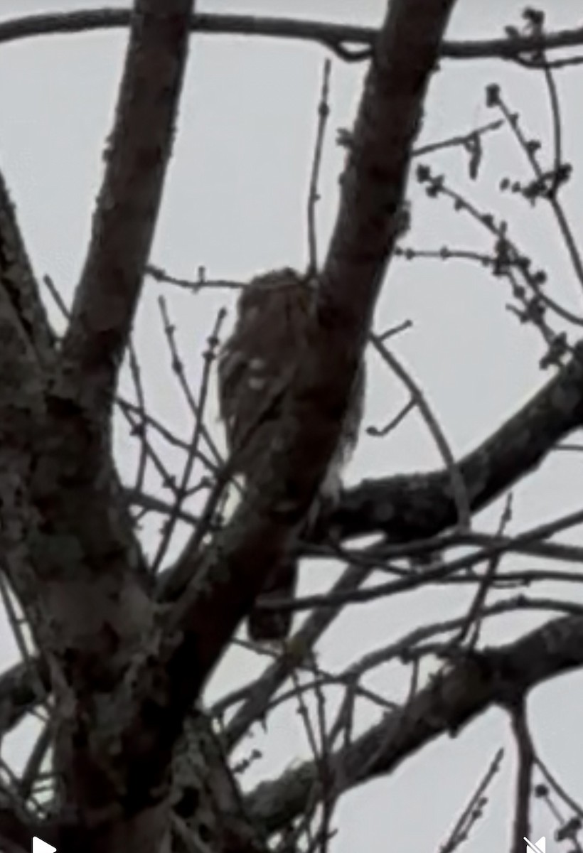 Cooper's Hawk - ML646071993