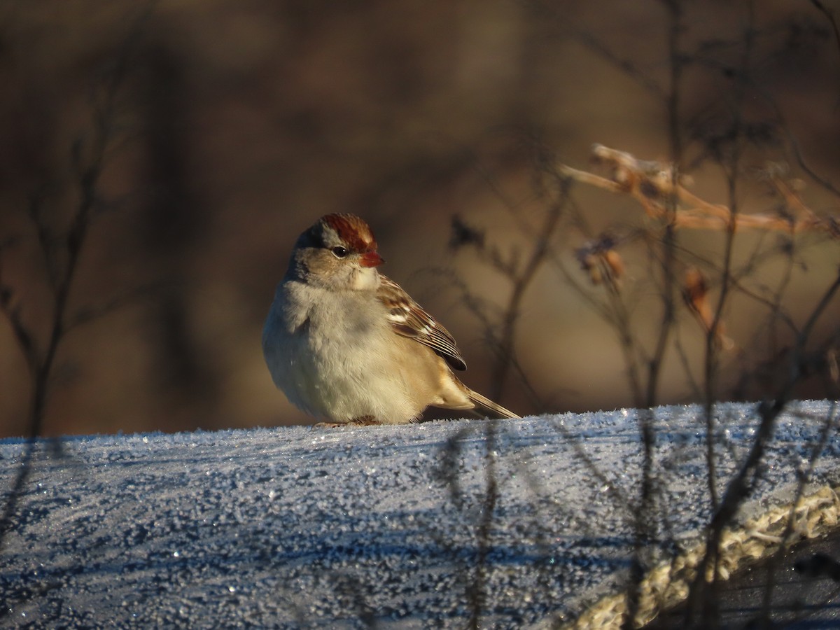 White-crowned Sparrow - ML646071998
