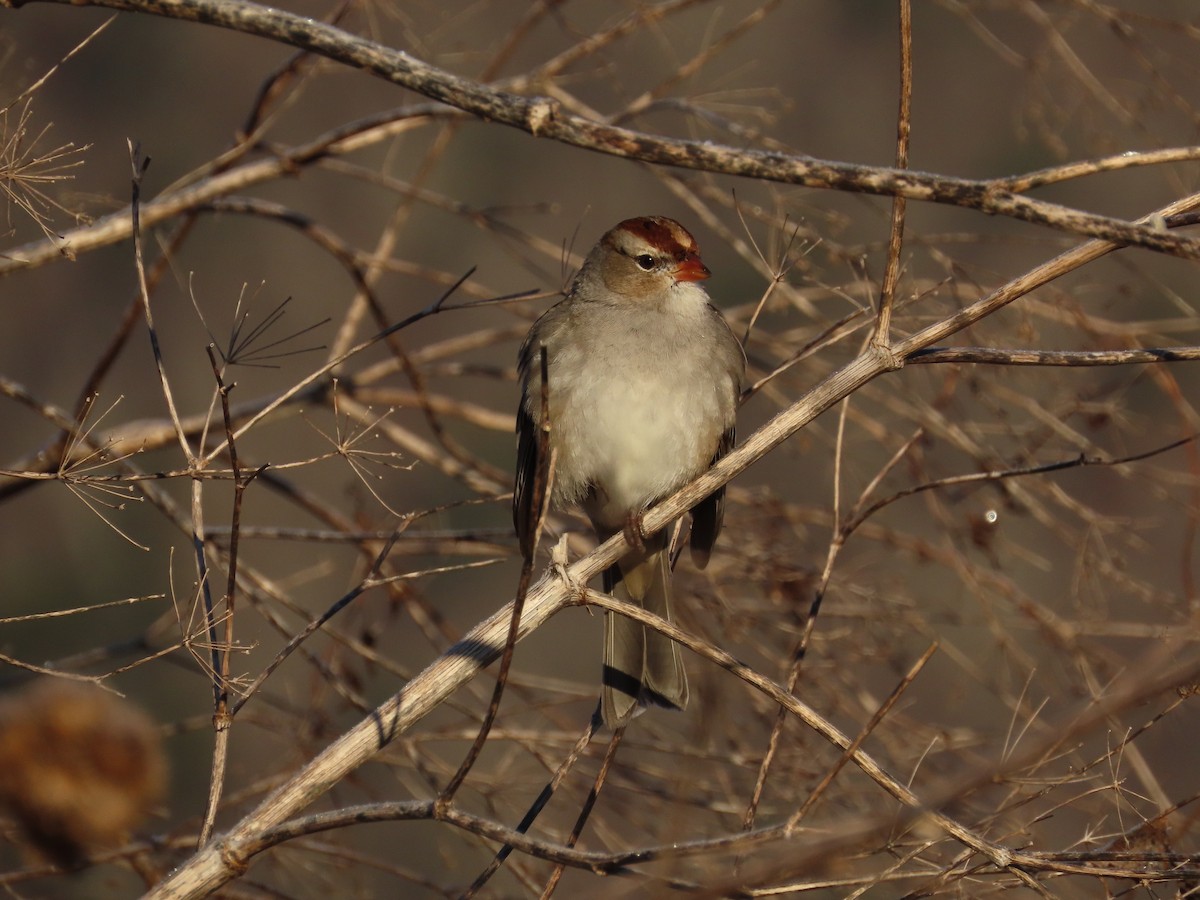 White-crowned Sparrow - ML646071999
