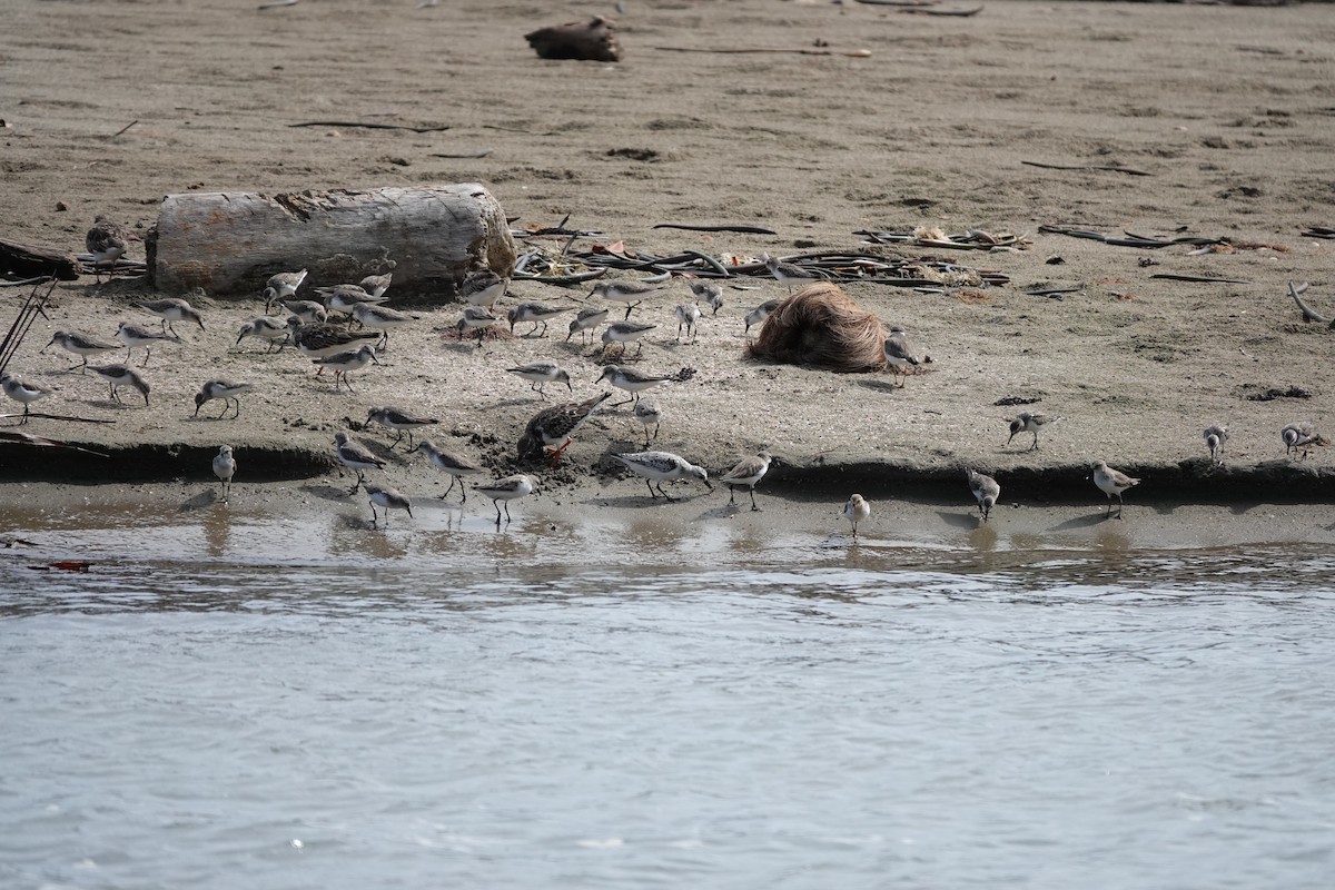 jespák srostloprstý - ML646072008