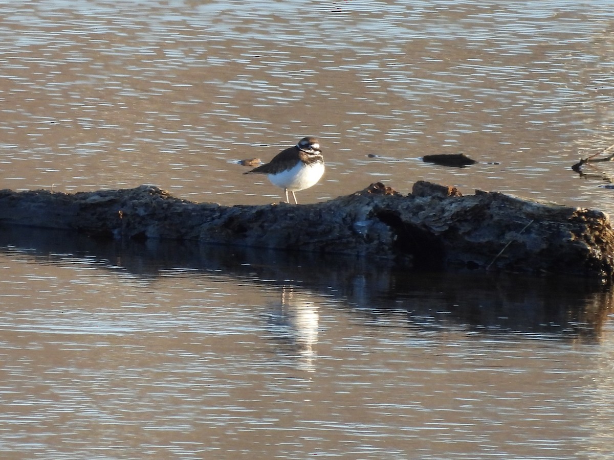 Killdeer - ML646072012
