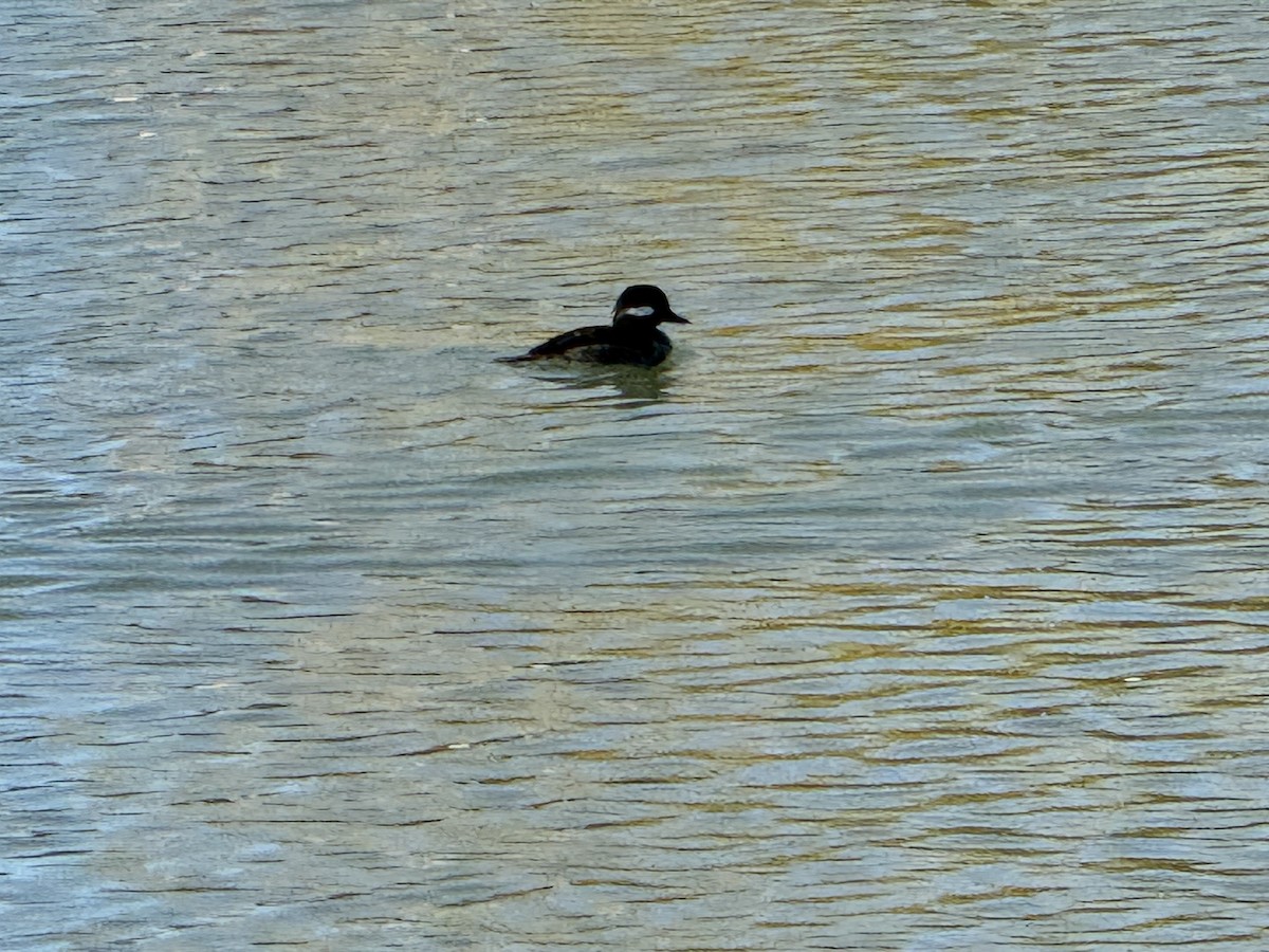 Murgilari buruzuria - ML646072014