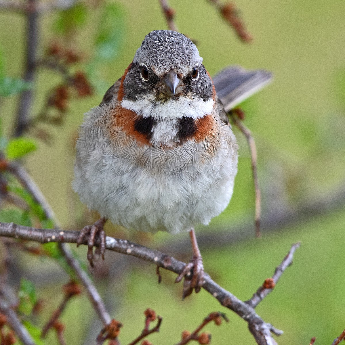 Kızıl Enseli Serçe (australis) - ML646072019