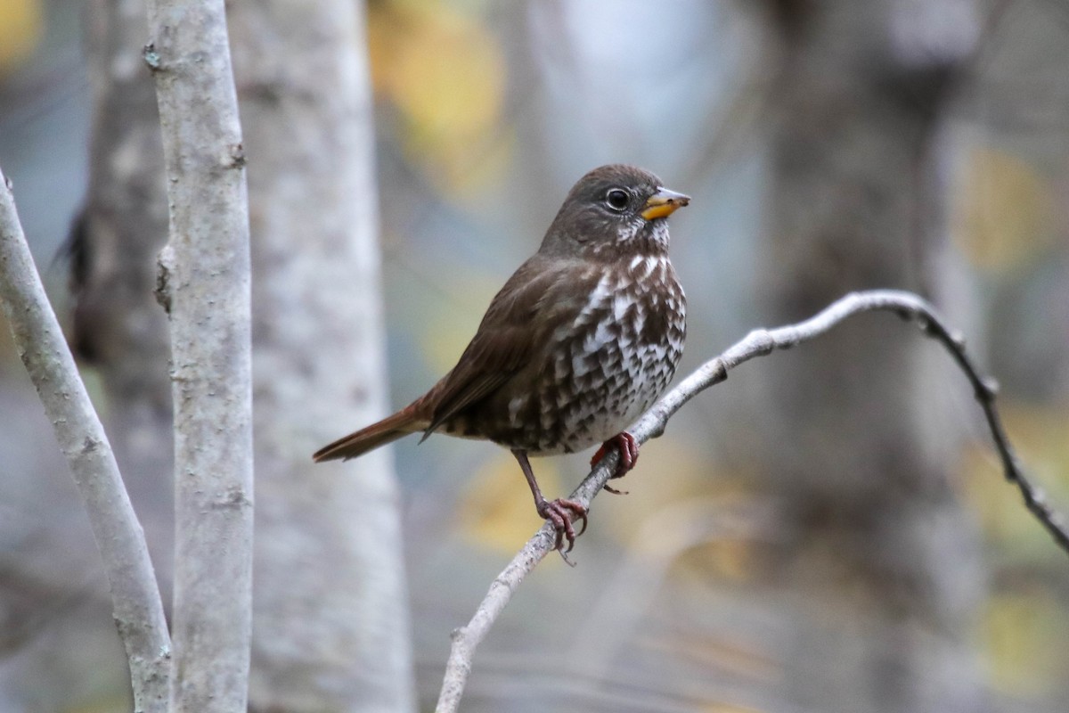 Fox Sparrow (Sooty) - ML646072020