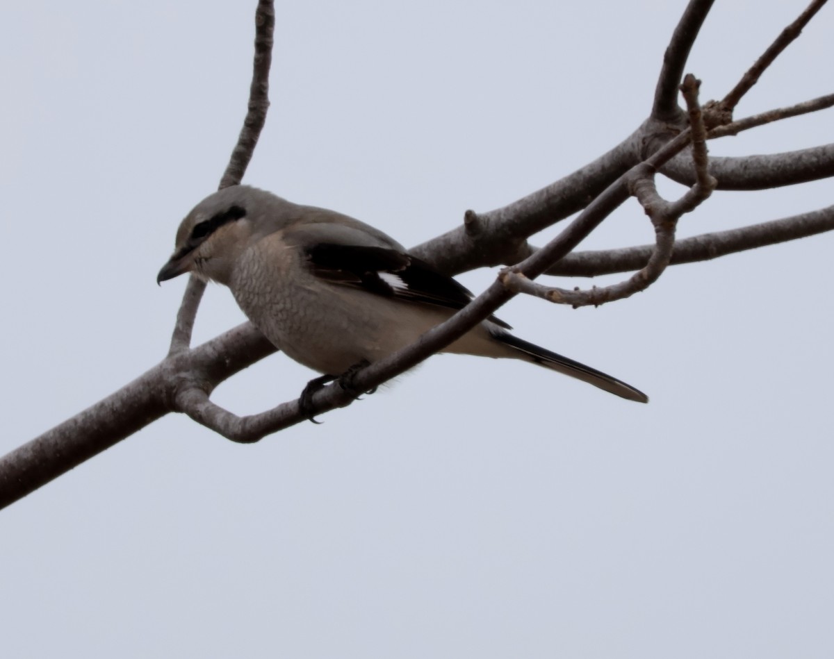 Northern Shrike - ML646072021