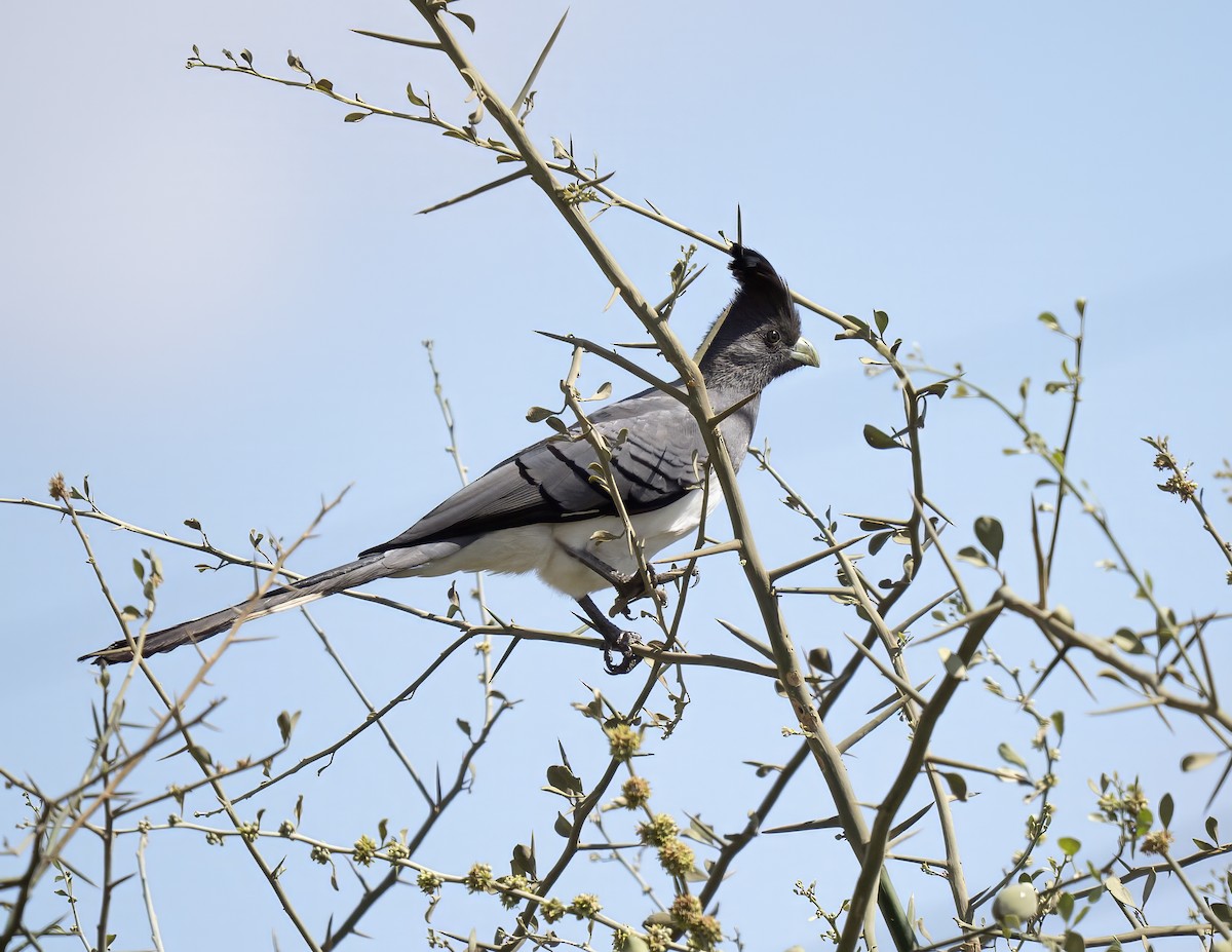 White-bellied Go-away-bird - ML646072028