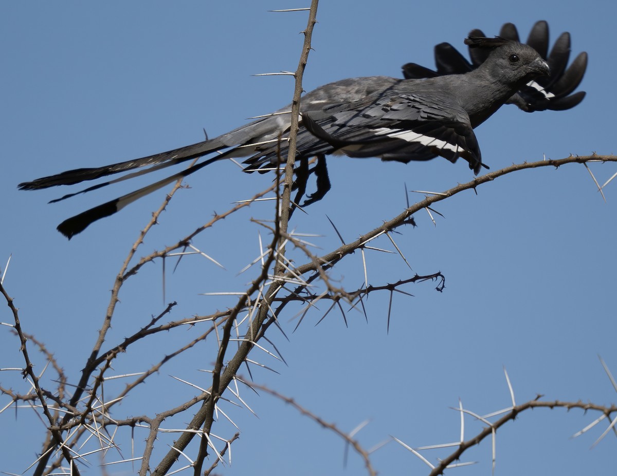 White-bellied Go-away-bird - ML646072029