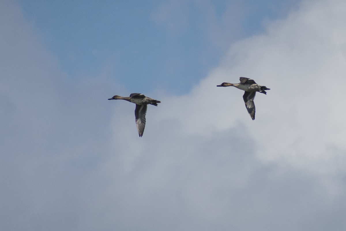 ostralka štíhlá - ML646072033