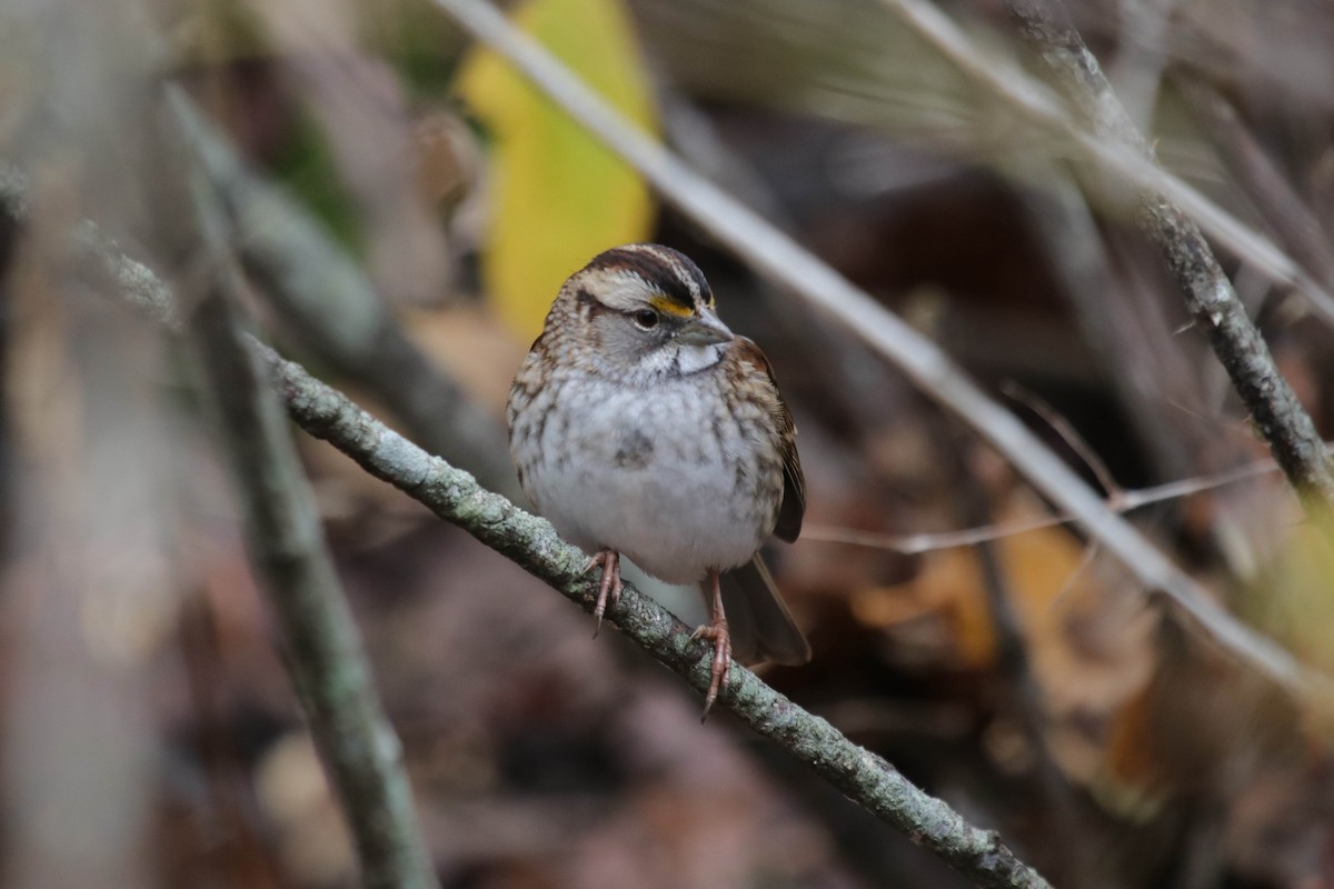 White-throated Sparrow - ML646072036