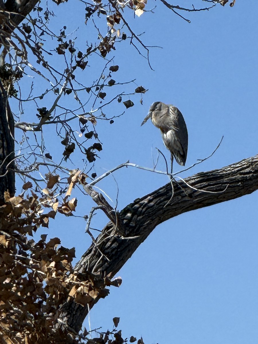 Great Blue Heron - ML646072038