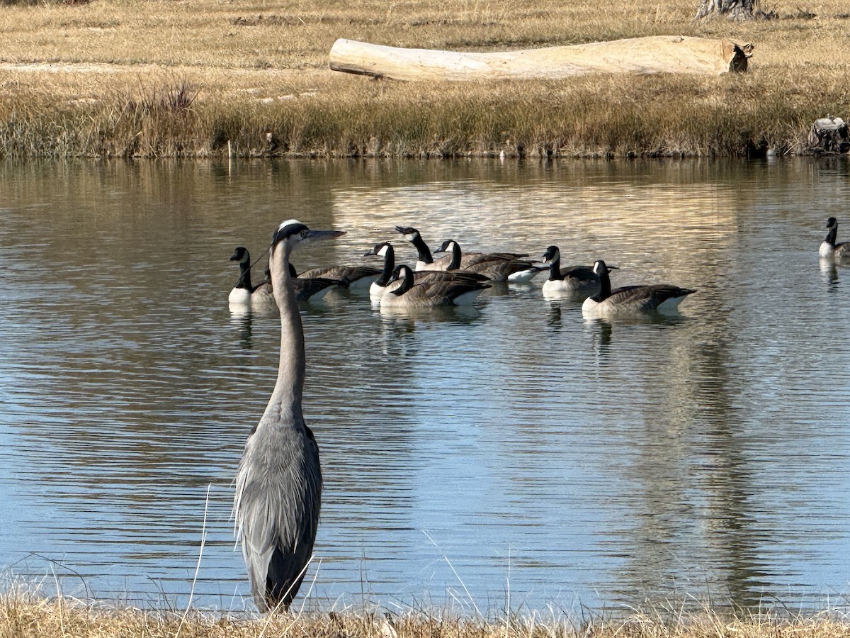 Great Blue Heron - ML646072039