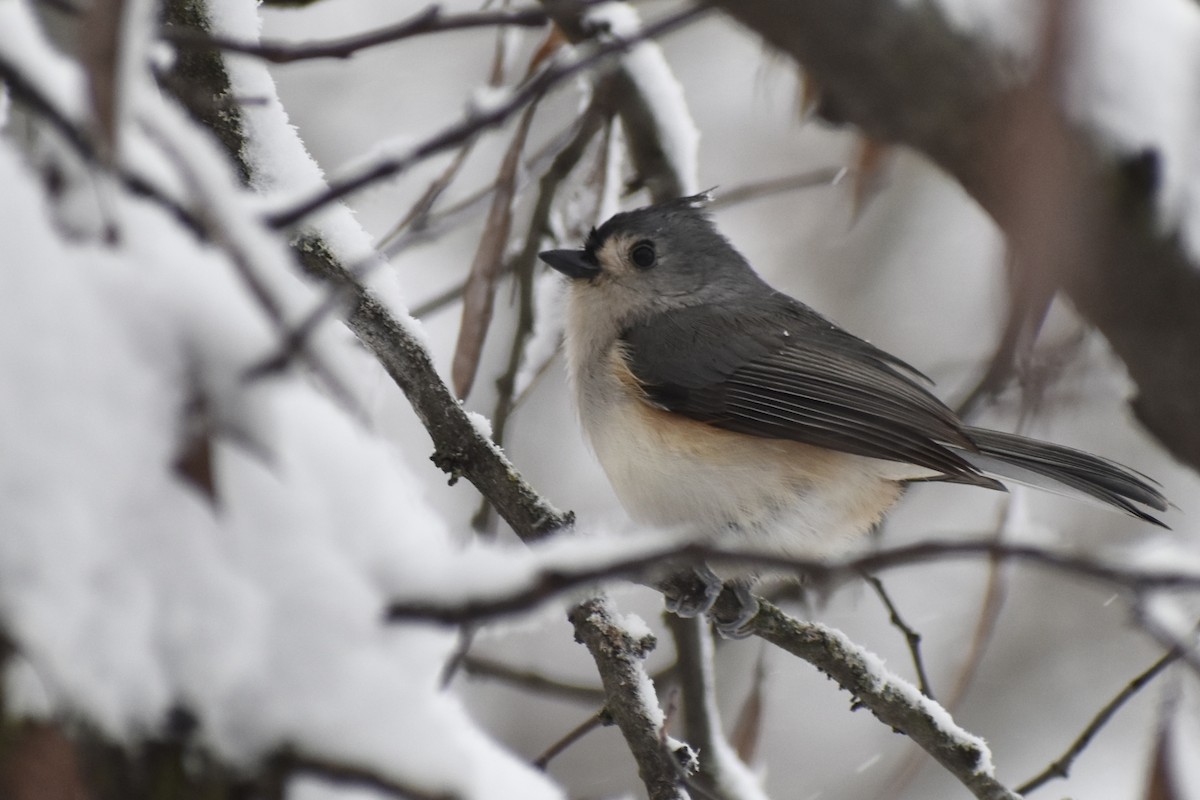 Tufted Titmouse - ML646072042