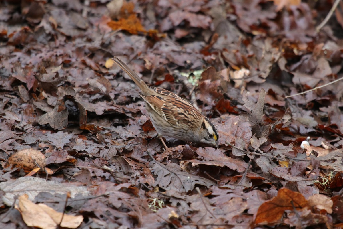 White-throated Sparrow - ML646072047
