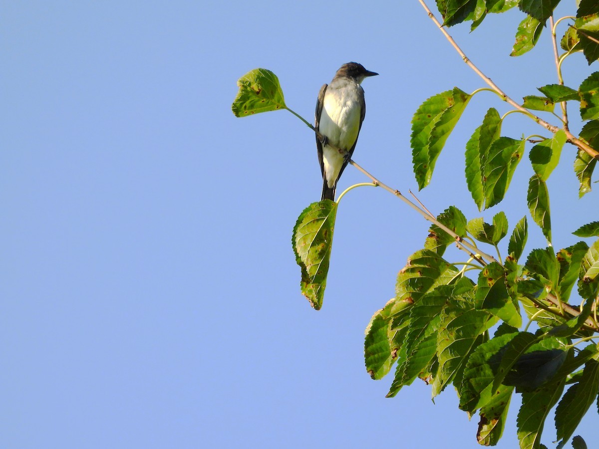 טירן מזרחי - ML646072048