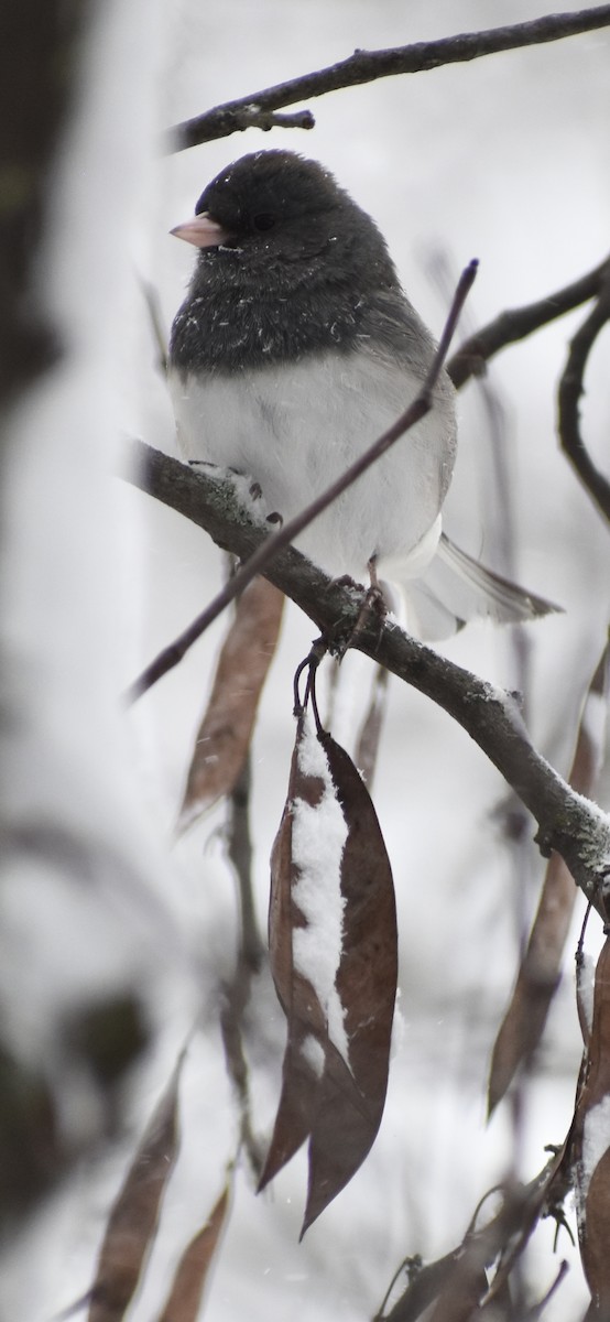 Dark-eyed Junco - ML646072050