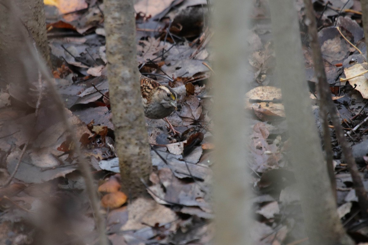 White-throated Sparrow - ML646072051