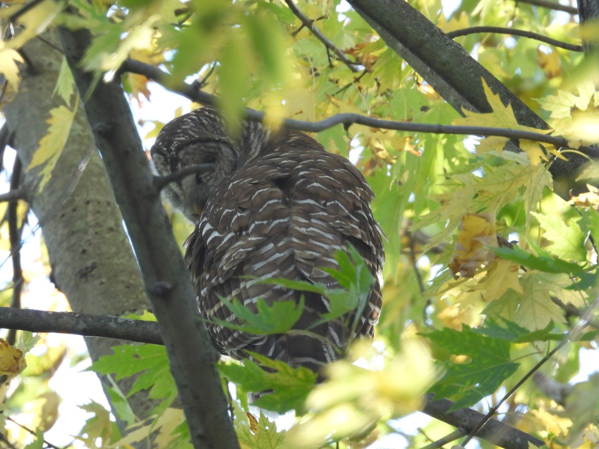 Barred Owl - ML646072053