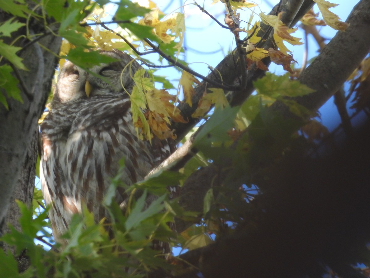 Barred Owl - ML646072054