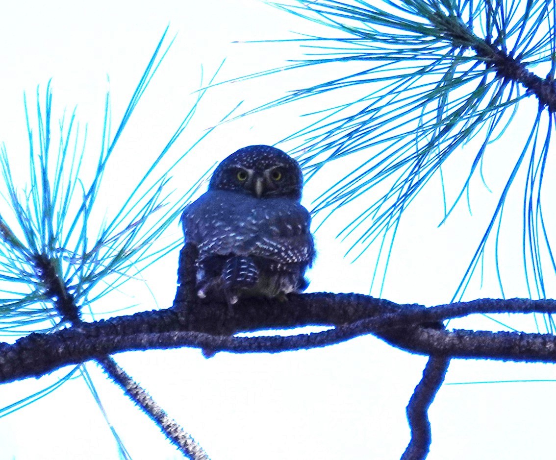 Northern Pygmy-Owl - ML646072056
