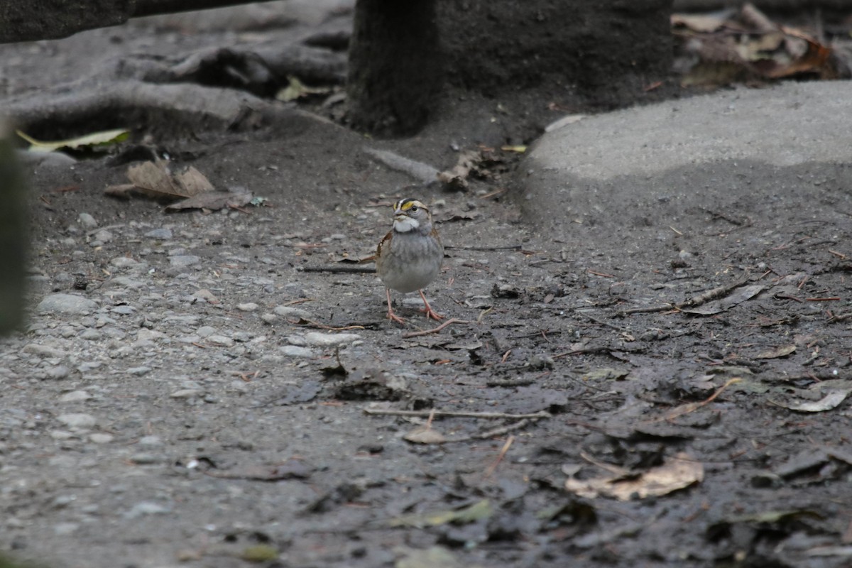 White-throated Sparrow - ML646072061