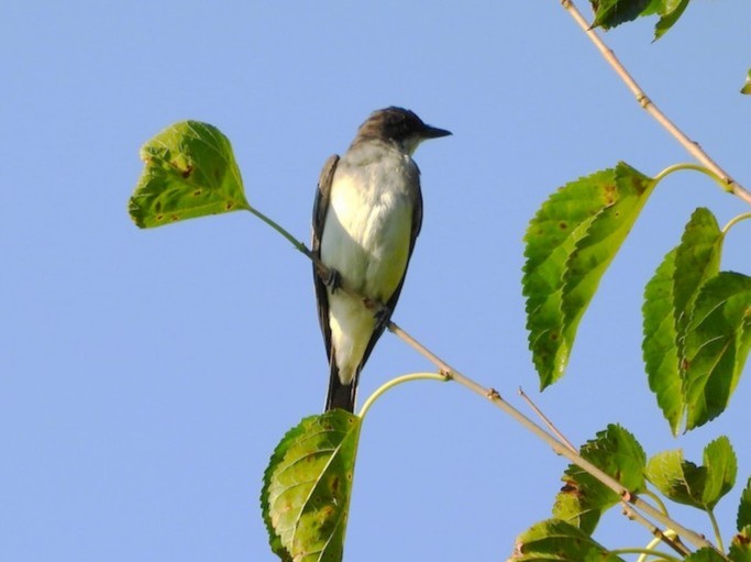 טירן מזרחי - ML646072063