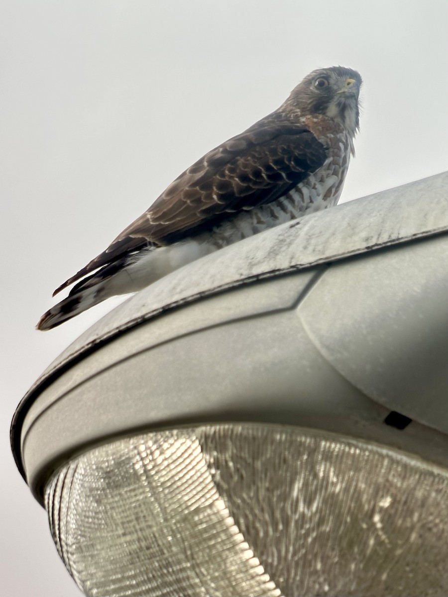 ハネビロノスリ - ML646072070