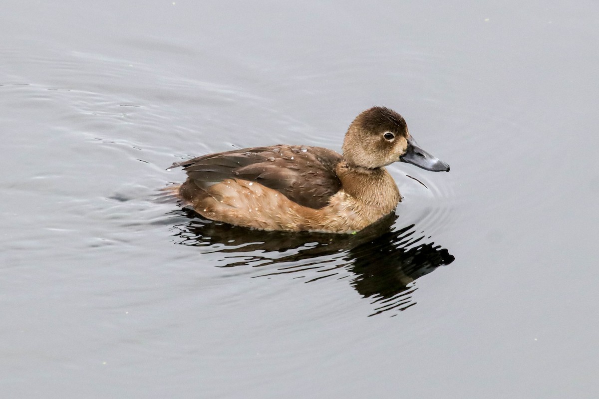 Redhead - ML646072087