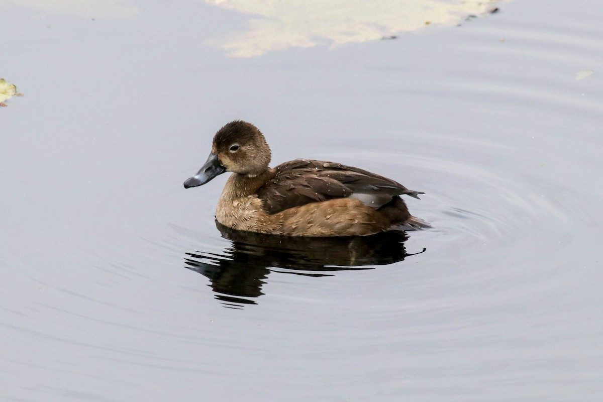 Redhead - ML646072091
