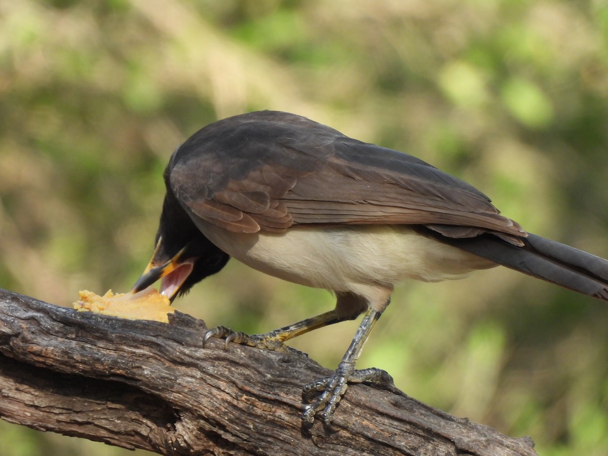Brown Jay - ML646072092