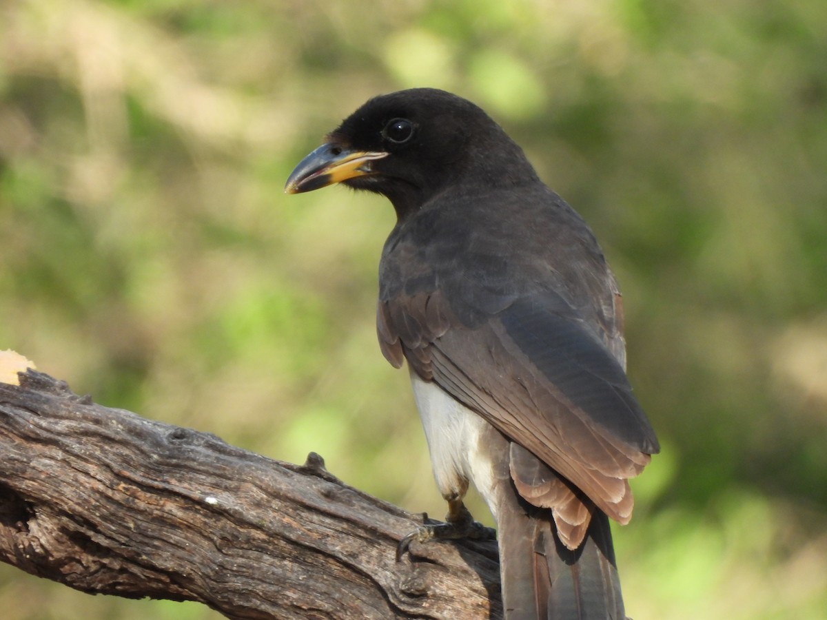 Brown Jay - ML646072093