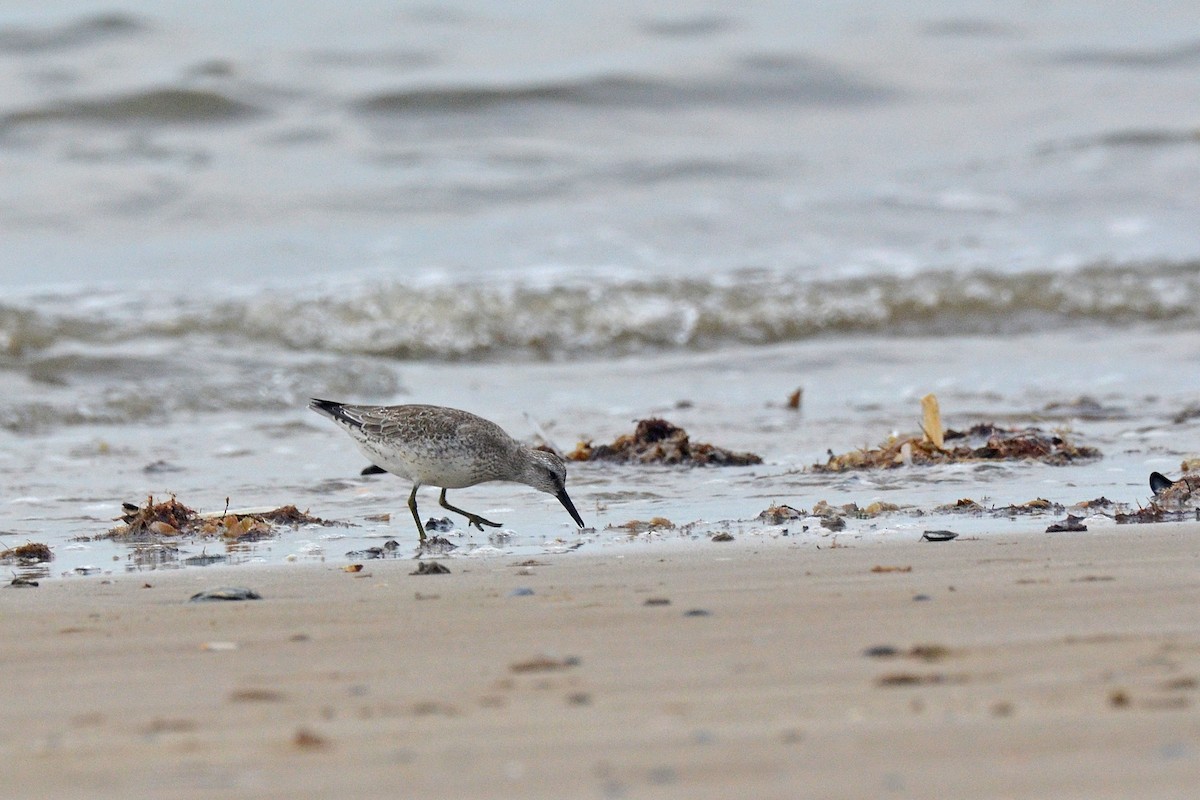 חופית להקנית - ML646072105