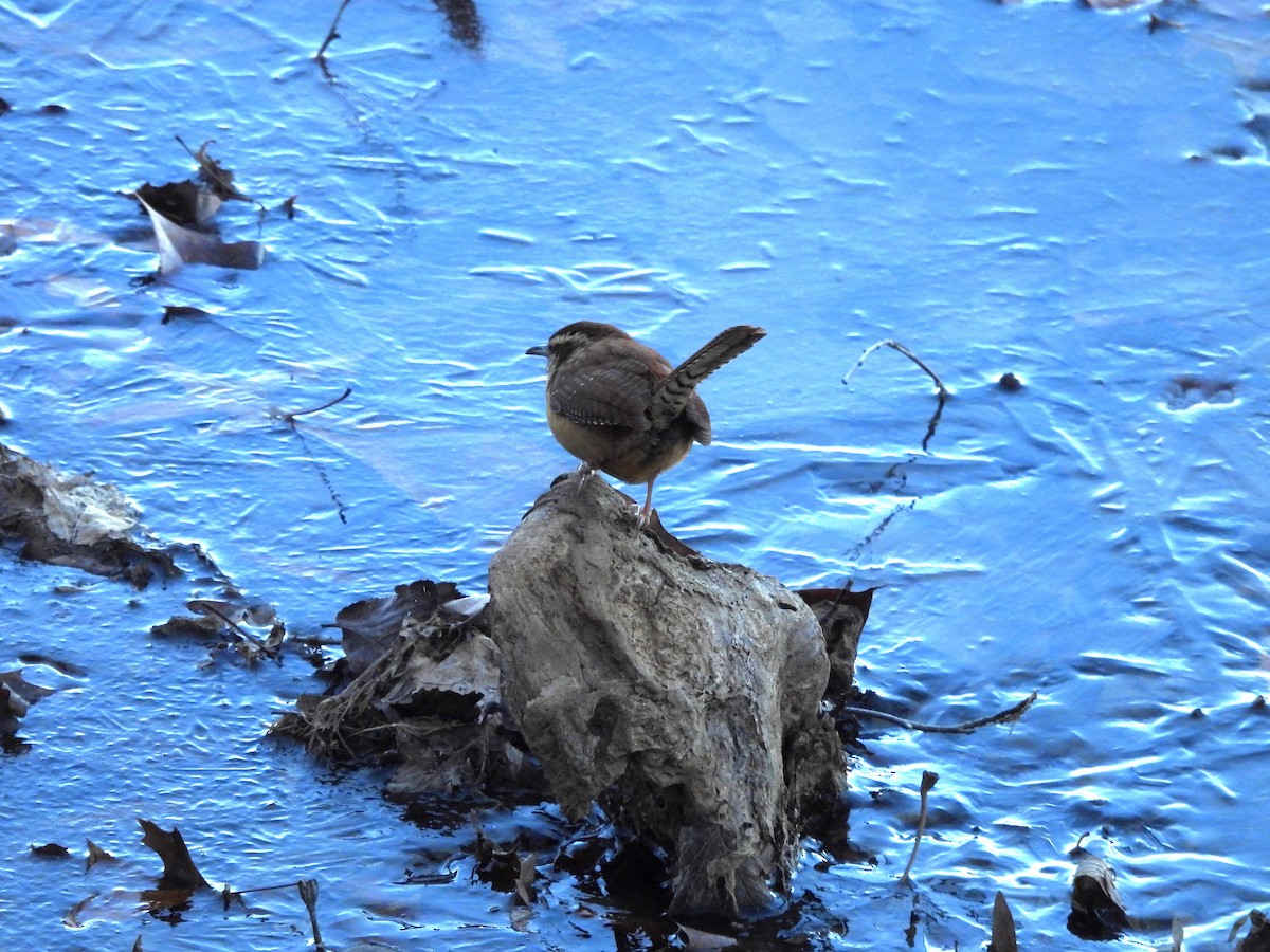 Carolina Wren - ML646072106
