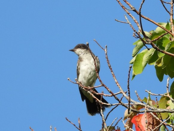 טירן מזרחי - ML646072107