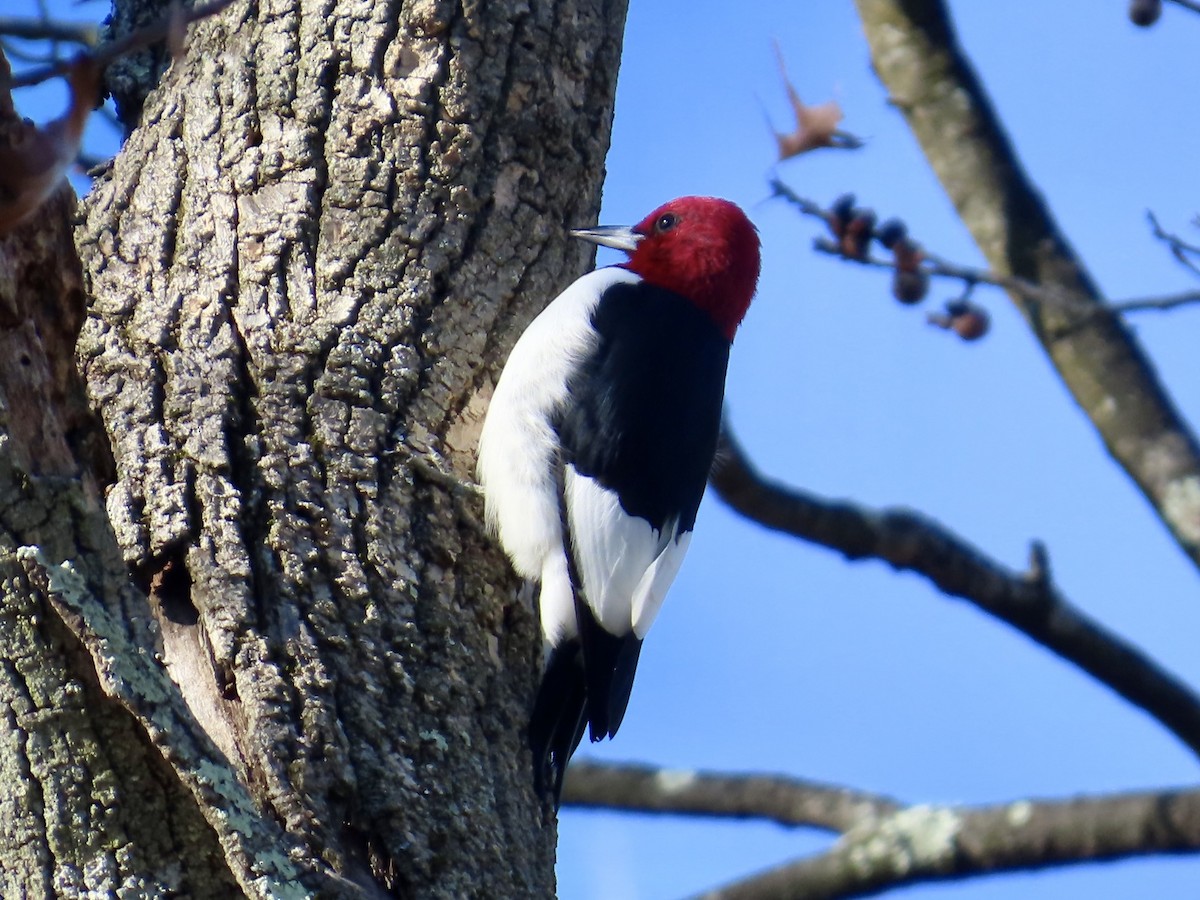 Red-headed Woodpecker - ML646072108