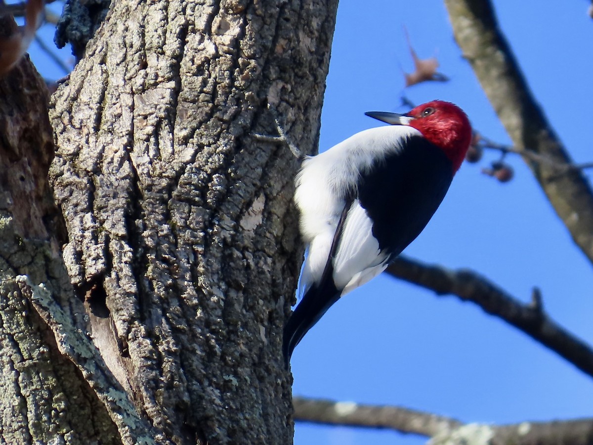 Red-headed Woodpecker - ML646072109