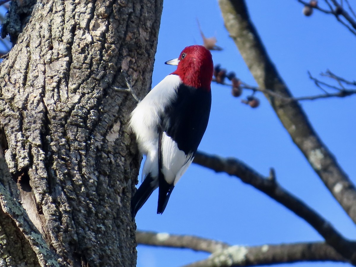 Red-headed Woodpecker - ML646072110