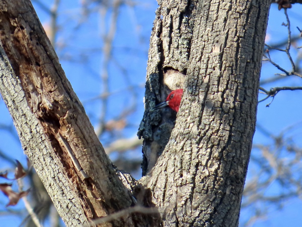 Red-headed Woodpecker - ML646072111