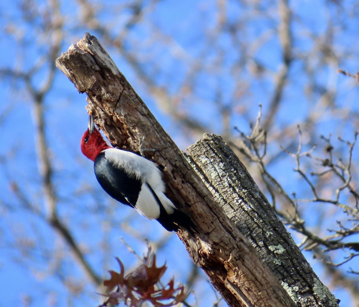 Red-headed Woodpecker - ML646072112
